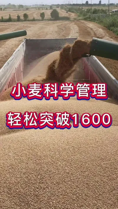 高产小麦 小麦高产管理，突破1600-1800不再是梦。#小麦增产 #小麦 #增产增收 #小麦种植管理技术 #小麦增产叶面肥