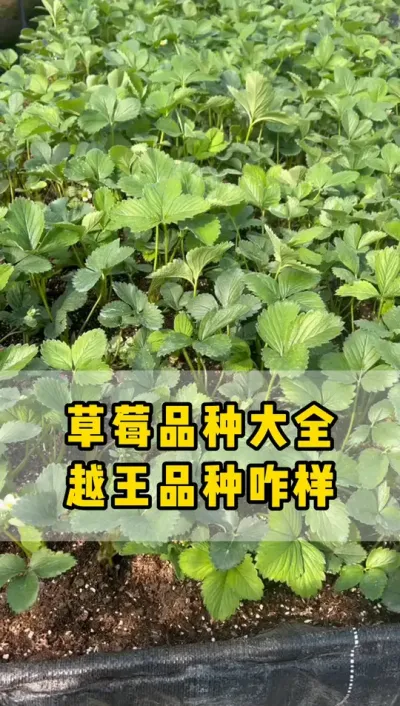越王果实大、色泽艳丽、口感香甜，且具有较强的适应性和较高的产量#越王 #草莓品种 #草莓苗 #育苗
