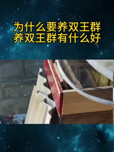 为什么要养双王群，养双王群有什么好 养双王的原因及好处#养蜂技术分享 #中蜂养殖 #农村养蜂人 #新农人计划 #三农