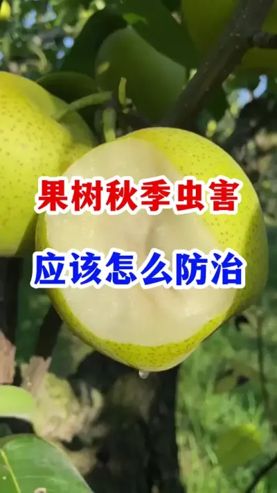 春季果树虫害防治一定要尽早！ #果树种植   #果园管理  #果树病虫害 #服务三农支持三农  #农业种植
