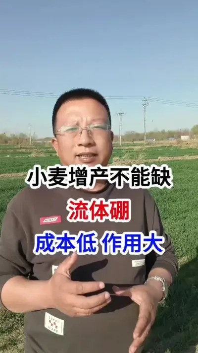 小麦增产，不能缺流体硼，成本低，作用大 小麦增产，不能缺流体硼，成本低，作用大#小麦种植 #小麦种植管理技术 #马哥聊农业 #小麦高产技术 #流体硼