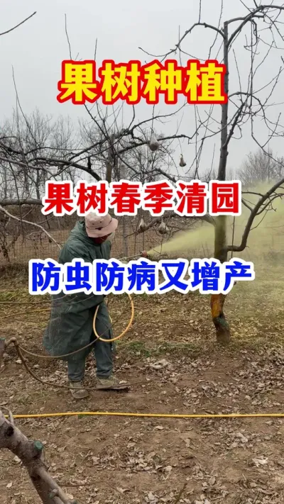 春季果树清园、 #果园管理  #果树种植  #果树清园   #服务三农支持三农 #抖音助农