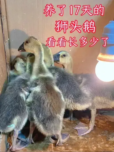 养了17天狮头鹅幼崽，耗食7斤饲料、40个包菜，看看长多大了 #大品种鹅苗 #家禽养殖 #狮头鹅 #鸣潮