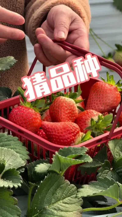 盐莓一号 采摘园受欢迎的一个草莓品种，盐莓一号#盐莓一号 #草莓种植 #三农种植 #种草莓 #农业技术