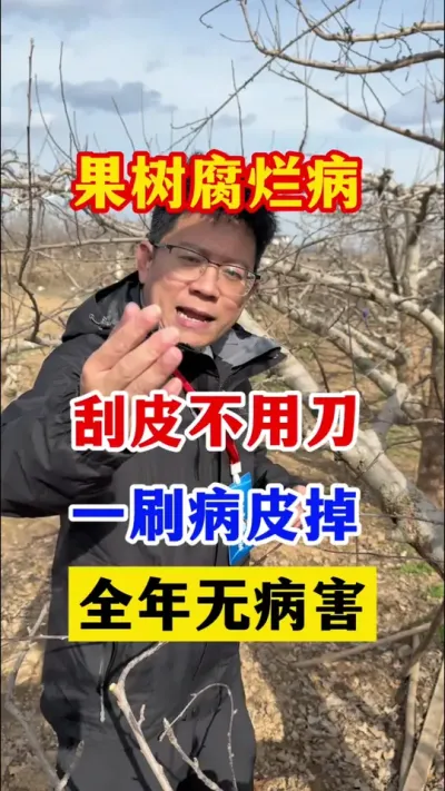 果树腐烂病轻松防治。 #果树种植 #服务三农支持三农   #果园管理   #果树腐烂病  #分享果树种植管理技术