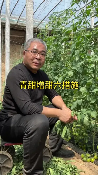 番茄增甜的六措施！ #创作灵感 #新农人计划 #口感番茄