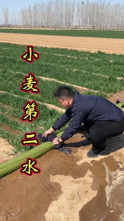 小麦科学管理，增产丰收多卖钱。#小麦增产 #增产增收 #小麦 #小麦浇水 #小麦高产技术