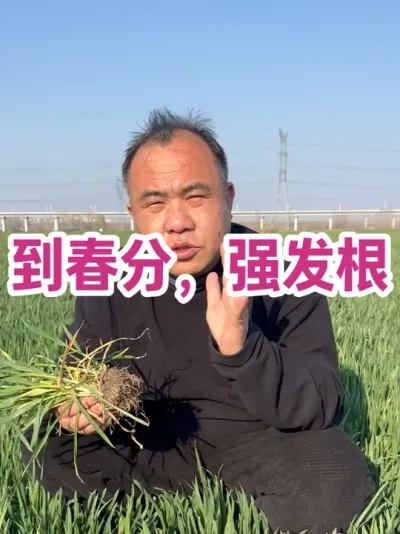 到春分，强发根 利于发根因素，温度和风雨交给上天，肥水运筹交给农人，怎么发根交给土地！#服务三农支持三农