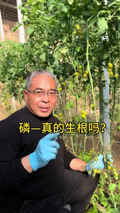 磷，真的生根吗？ #创作灵感 #番茄种植 #生根
