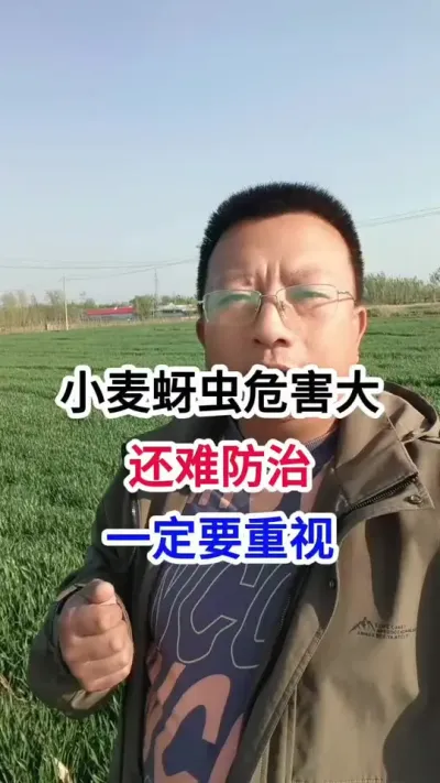 小麦蚜虫危害大，还难防治，一定要重视 小麦蚜虫危害大，还难防治，一定要重视#小麦种植 #小麦种植管理技术 #马哥聊农业 #小麦高产技术 #农技知识分享