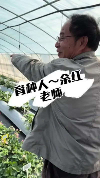 草莓育种太不容易 杭州市农科院草莓育种基地，余老师团队真的辛苦、认真#草莓种植 #农业技术 #翠玉#粉玉草莓 #种草莓