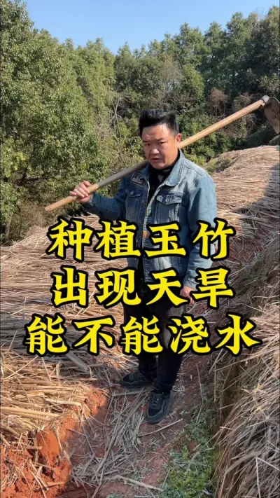 种植玉竹，出现天旱，到底能不能浇水？浇水有哪些细节要注意？