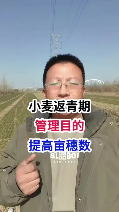 小麦返青期，管理目的，提高亩穗数 小麦返青期，管理目的，提高亩穗数#小麦种植 #小麦种植管理技术 #马哥聊农业 #小麦高产技术 #农技知识分享