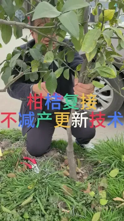 柑桔腹接技术 #柑桔嫁接 #柑桔腹接 #李老师说柑桔