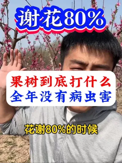 果树谢花80%，打什么全年没有病虫害？#病虫害防治#果树清园#果树种植#果树管理#果园管理