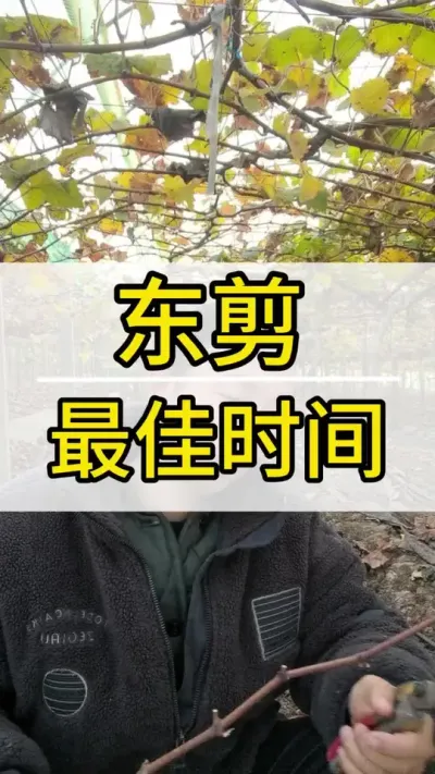 葡萄东剪最佳时间 #葡萄种植  #新农人计划2022 #阳光玫瑰葡萄 #葡萄  #三农
