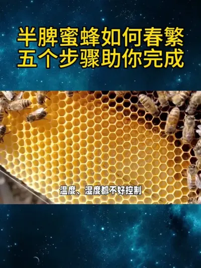 半脾蜜蜂如何春繁，五个步骤助你成功 半脾蜜蜂如何春繁，五个步骤助你成功#养蜂技术分享 ##我是养蜂人 #春繁蜜蜂 #五个步骤
