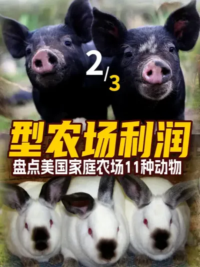 盘点美国小型农场11种赚钱的动物，农场主最爱养什么？到底能赚多少？2 #三农  #三农养殖  #来抖音学农技 