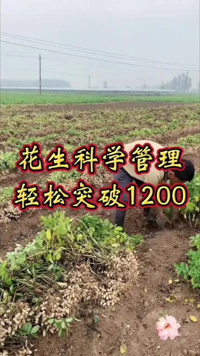 花生施肥是用复合肥，还是尿素，还是粪肥。千万别选错了。#花生种植 #花生高产 #花生种植管理技术 #花生施肥#花生高产配方