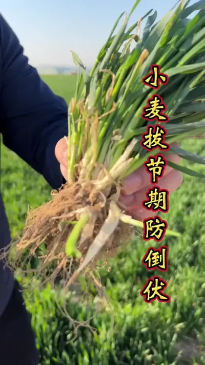 小麦茎杆粗壮，茎杆韧性大，有效防倒伏，高产增产多卖钱。#小麦增产 #小麦增产增收 #小麦高产技术 #小麦增产增收叶面肥 #小麦管理