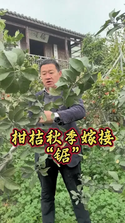 柑桔嫁接腹接后的管理 #柑桔嫁接 #柑桔腹接 #李老师说柑桔 #修剪