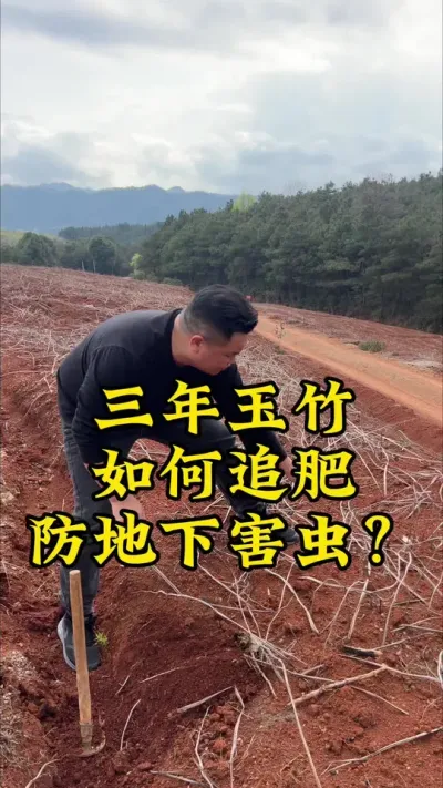 三年玉竹如何追肥？如何防地下害虫？ #抖音助农 #种植小技巧 #药材种植 #玉竹 #中药材