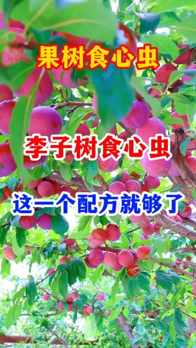 果树食心虫轻松防治。#果树管理 #农业种植 #果树种植 #果树食心虫 #抖音助农