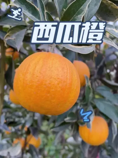 西瓜橙#新农人计划2024 #支持三农扶持三农发展 #种植小技巧 #来抖音学农枝 #抖音助农