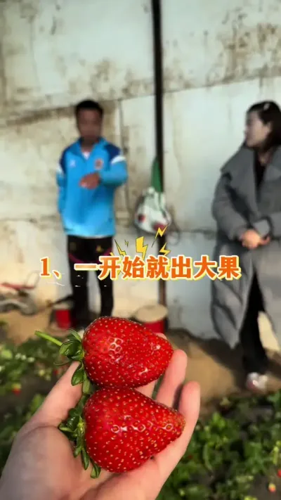 金刚二号种苗没了 金刚二号种苗没有了，生产苗开始预定#金刚二号 #盐莓一号 #抖音助农 #草莓种植 #草莓育苗