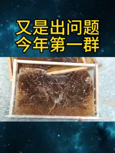 又是出问题，今年第一群 #巢虫危害 #养蜂技术分享 #蜜蜂养殖技术 #养蜜蜂新手入门教程 #如何找蜂收蜂