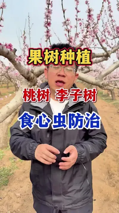 果树食心虫防治！#果树管理技术 #分享农业知识帮农民增产增收 #农业种植 #病虫害防治 #助力果农