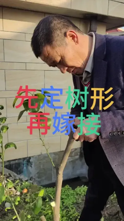先定树形再嫁接 嫁接树，锯树是关键#高接换种 #李老师说柑桔 #整形修剪 #好景一号