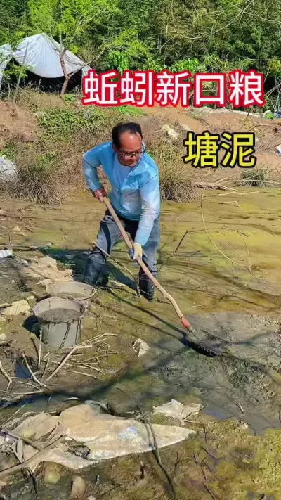 教你养蚯蚓，原料供及不上时，可以用塘泥当蚯蚓口粮投喂，看看吧。#蚯蚓养殖 #蚯蚓原料 #塘泥 #原创视频