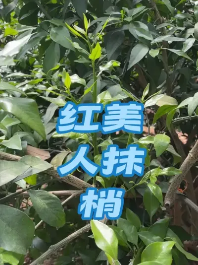 爱媛果冻橙红美人红美人抹梢#新农人计划 #柑橘种植 #红美人 #爱媛38号果冻橙 #柑橘修剪