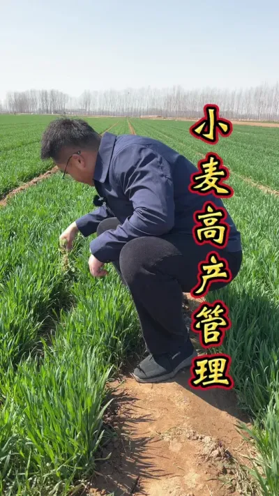 小麦科学管理，增产丰收多卖钱。#小麦增产 #增产增收才是硬道理 #小麦高产技术 #小麦增产增收 #小麦种植管理技术