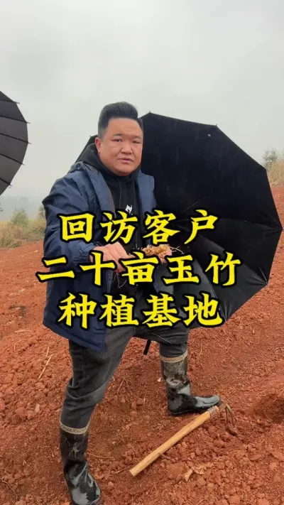 回访客户二十亩玉竹种植基地 #药材种植 #种植小技巧 #抖音助农 #玉竹 #农业种植