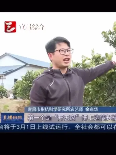 上中下三步轻简化修剪，三分钟一棵树#柑橘修剪 #种植小技巧 #新农人计划 #抖音助农 #支持三农扶持三农发展