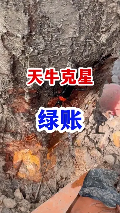 果树天牛轻松防治。 #果树种植   #果园管理   #果树病虫害