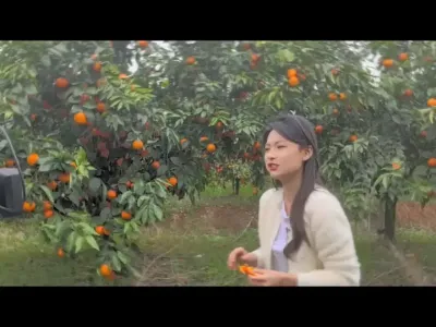 #李老师说柑桔 #无核沃柑  吃沃柑不吐米米