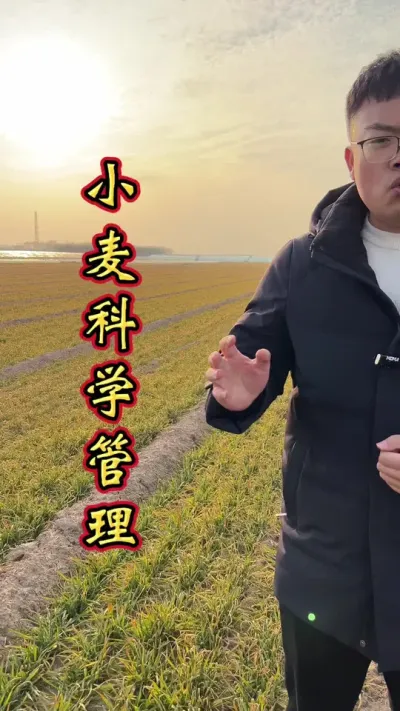 小麦科学管理 小麦科学管理，增产丰收多卖钱！#小麦高产技术 #增产增收 #三农 #小麦种植管理技术 #小麦增产