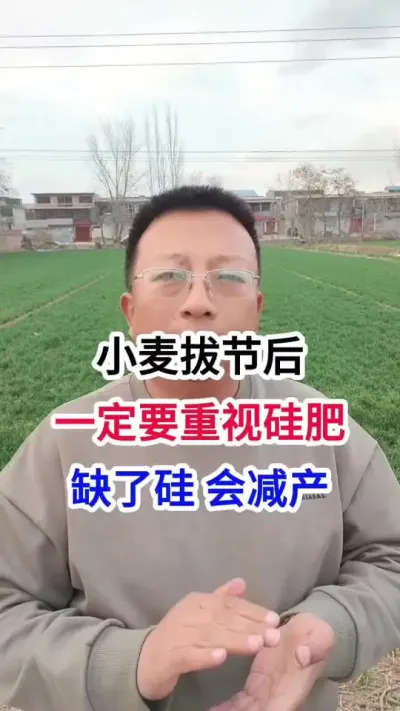小麦拔节后，一定要重视硅肥，缺了硅，会减产 小麦拔节后，一定要重视硅肥，缺了硅，会减产#小麦种植 #小麦种植管理技术 #马哥聊农业 #小麦高产技术 #农技知识分享