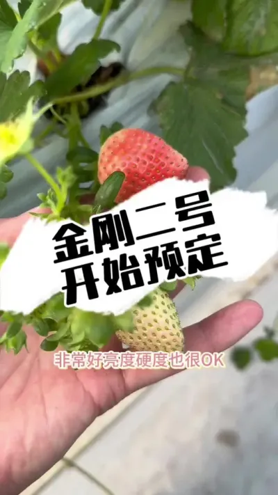 金刚二号种苗预定 草莓新品种金刚二号#草莓种植 #草莓 #三农种植 #草莓熟了 #金刚二号