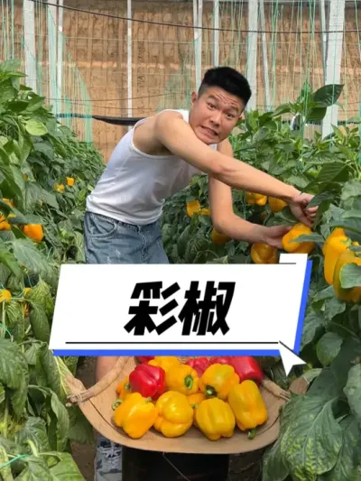 山东农特产，大彩椒好吃不辣 #我的乡村生活 #三农 #新农人计划2025 #乡村守护人 #好客山东好品山东