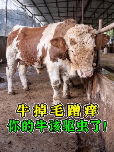 牛毛衣乱蹭痒？你该给牛做二次驱虫了！千斤肥牛驱虫，还得是拌料最方便，牛还吃麻麻香，蹭蹭长肉！##虫灭 #牛羊驱虫 #牛驱虫 #阿苯达唑伊维菌素 #牛驱虫的正确方法