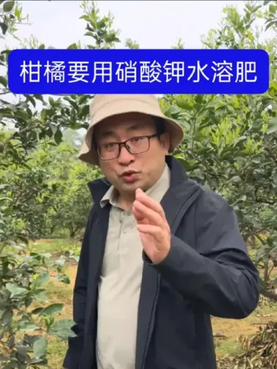 柑橘膨大和叶片变大肥料 柑橘在谢花前后刚刚坐稳幼果最需要的一款全水溶性肥料#柑橘 #柑橘种植 #柑橘管理