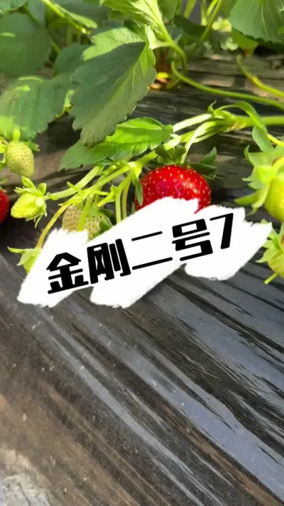 金刚二号小母苗 金刚二号苗子，预定找我#草莓种植 #草莓 #草莓园 #农业技术 #草莓苗