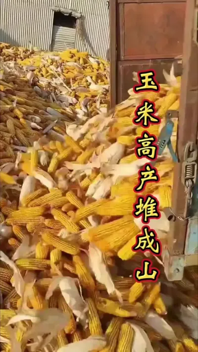 一亩玉米一袋盐，玉米产量堆成山。#玉米种植 #玉米高产 #玉米高产种植技术 #增产增收才是硬道理 #服务三农支持三农