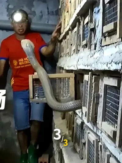 如何养毒蛇年入数百万美元 越南著名毒蛇村 勒垫村眼镜蛇养殖场 3/3  #三农 #养蛇 #养殖业 