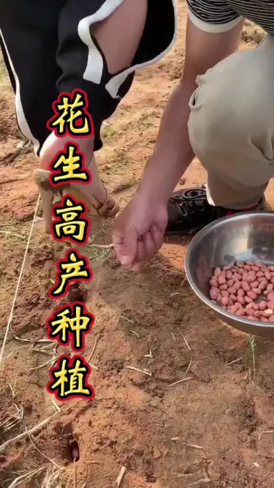 花生高产种植 花生高产第一步，您可一定要做。#花生种植 #花生 #花生种植管理技术 #花生高产 #花生高产小妙招
