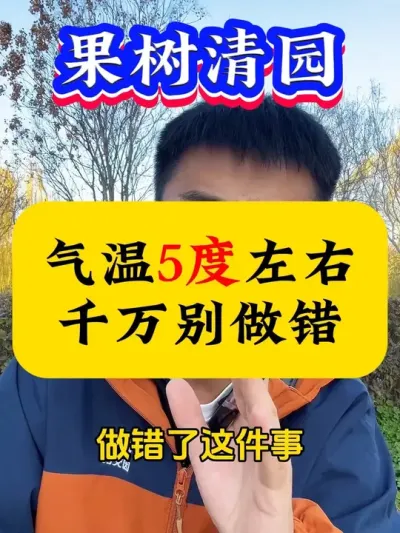 气温5度左右的时候，千万别做错#果树清园#病虫害防治 #果树种植 #果树管理 #柑橘种植
